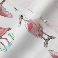 Roseate spoonbills on white 6x6