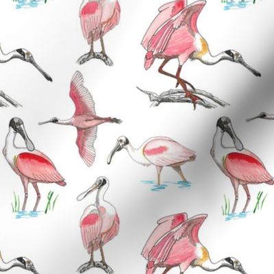 Roseate spoonbills on white 6x6