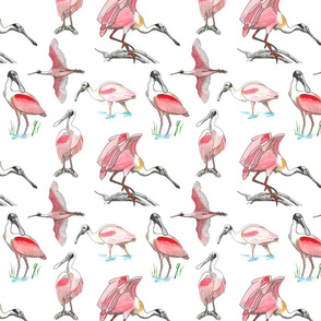 Roseate spoonbills on white 8x8