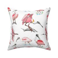 Roseate spoonbills on white 12x12