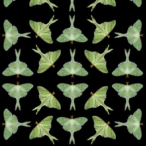 Luna Moths