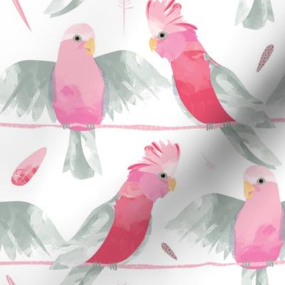 Galahs by Mount Vic and Me