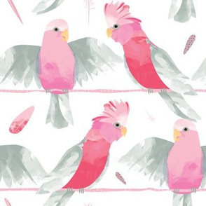 Galahs by Mount Vic and Me