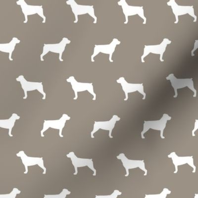 Rottweiler on Warm Grey Background