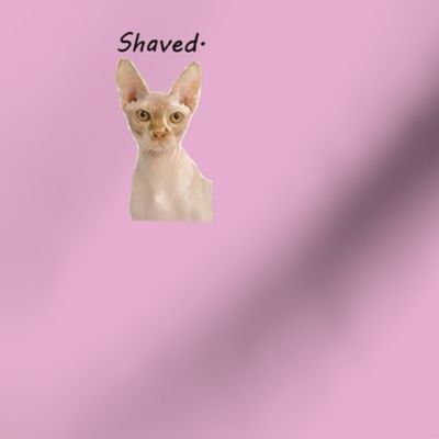 shaved-cat underwear panel