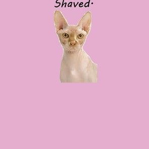 shaved-cat underwear panel