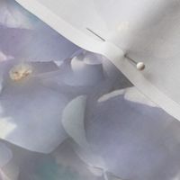 Lilac Hydrangea 