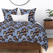 Normal scale // Otters dazzling the audience // shadow blue background brown cute animals