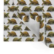 box turtle 2x2