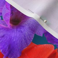 Ultraviolet & Red Gladiolus Pattern