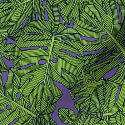 monstera leaves green purple