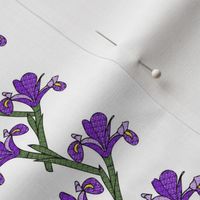 Purple Iris Garden Trellis Stripe