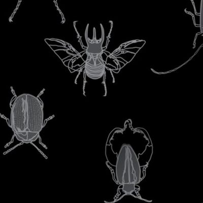 large - beetles in grey on black