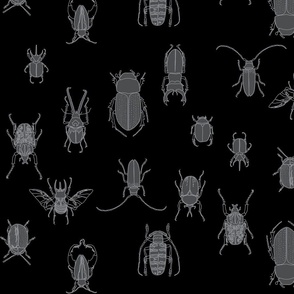 grey beetles on black