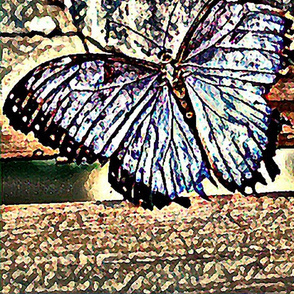 Blue Butterfly charcoal 4555 copy