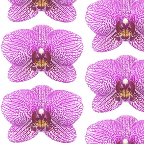Ultra Violet Orchid