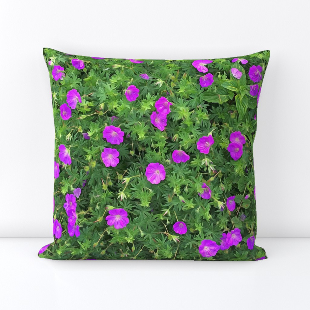 Wild Geranium Purple 