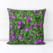 Wild Geranium Purple 