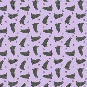 Tiny Belgian Sheepdogs - purple