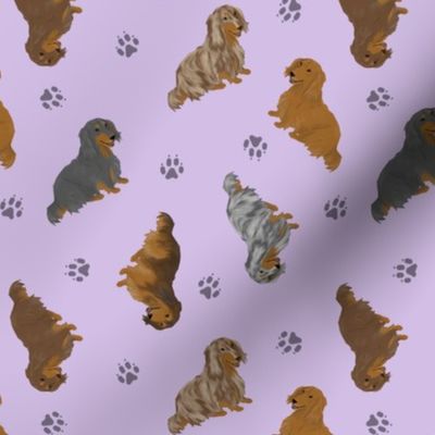 Tiny Longhaired Dachshunds - purple