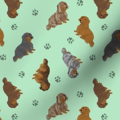 Tiny Longhaired Dachshunds - green
