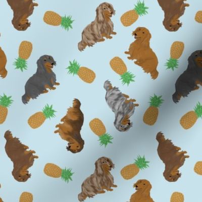 Tiny Longhaired Dachshunds - pineapples