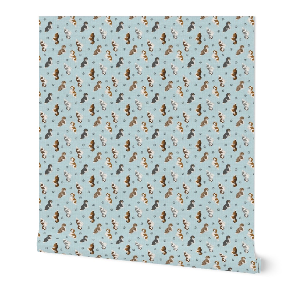 Tiny piebald Longhaired Dachshunds - blue