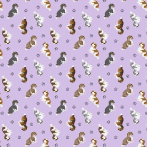 Tiny piebald Longhaired Dachshunds - purple