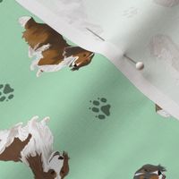 Tiny piebald Longhaired Dachshunds - green