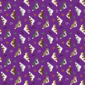 Tiny piebald Longhaired Dachshunds - Halloween
