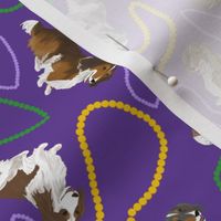 Tiny piebald Longhaired Dachshunds - Mardi Gras