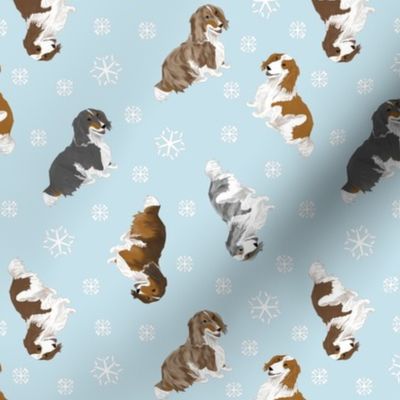 Tiny piebald Longhaired Dachshunds - winter snowflakes