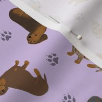 Tiny Smooth Dachshunds - purple