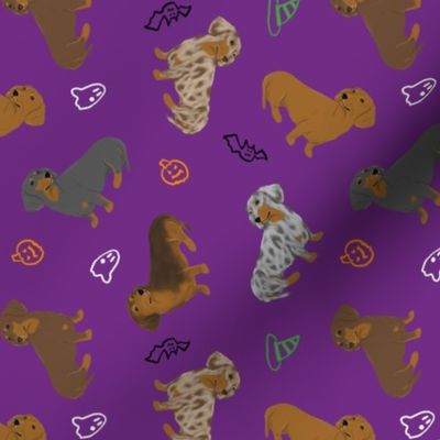 Tiny Smooth Dachshunds - Halloween