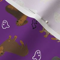 Tiny Smooth Dachshunds - Halloween