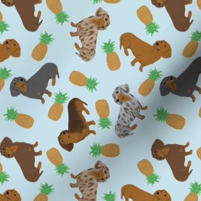Tiny Smooth Dachshunds - pineapples