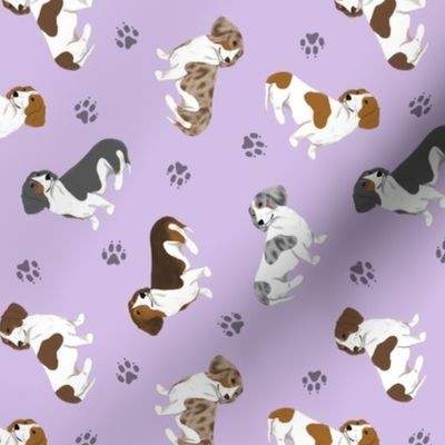 Tiny piebald Smooth Dachshunds - purple