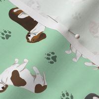 Tiny piebald Smooth Dachshunds - green