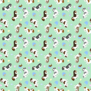 Tiny piebald Smooth Dachshunds - Easter