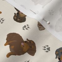 Tiny Wirehaired Dachshunds - tan