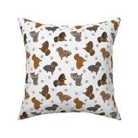 Tiny Wirehaired Dachshunds - gray