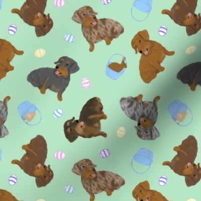 Tiny Wirehaired Dachshunds - Easter