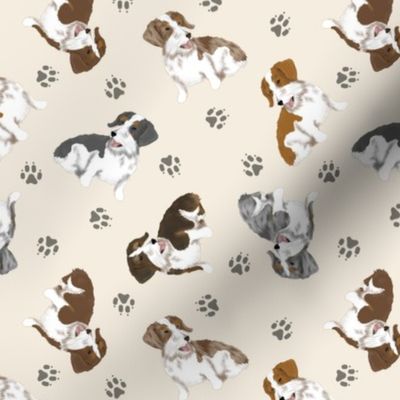 Tiny piebald Wirehaired Dachshunds - tan