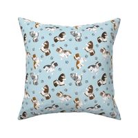 Tiny piebald Wirehaired Dachshunds - blue