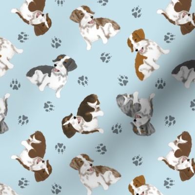 Tiny piebald Wirehaired Dachshunds - blue