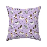 Tiny piebald Wirehaired Dachshunds - purple