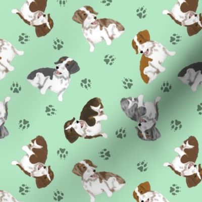 Tiny piebald Wirehaired Dachshunds - green