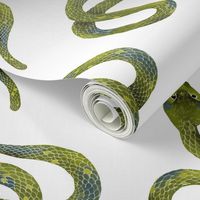 Light Green Snakes on White