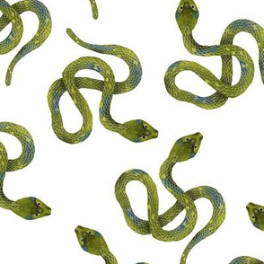 Light Green Snakes on White