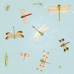 Dragonflies